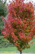 Red Rocket Maple